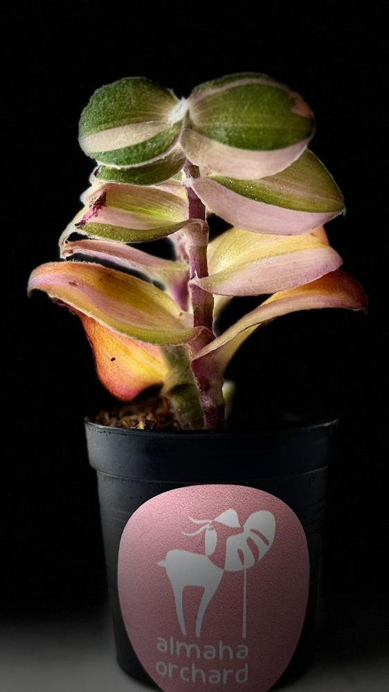 TRADESCANTIA SILLAMONTANA Variegated