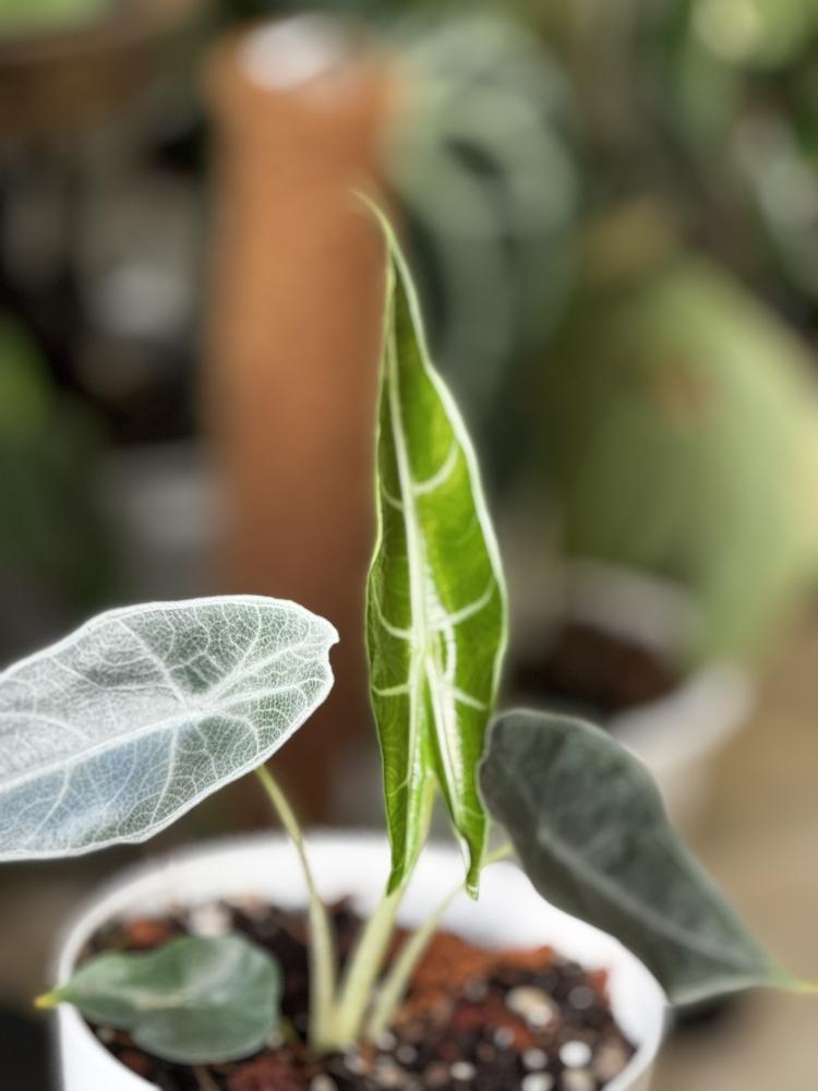 Alocasia Longilba Purple