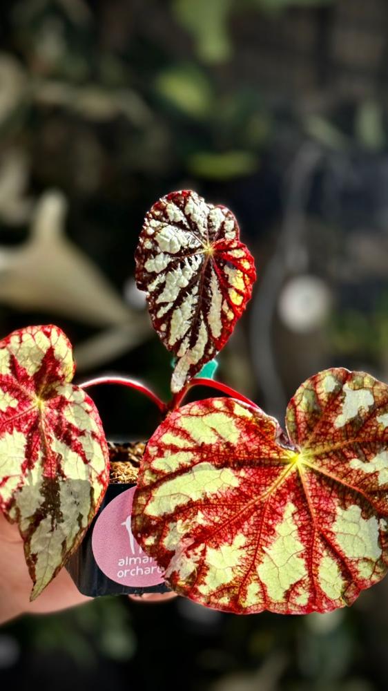 BEGONIA REX MIX VARIETIES