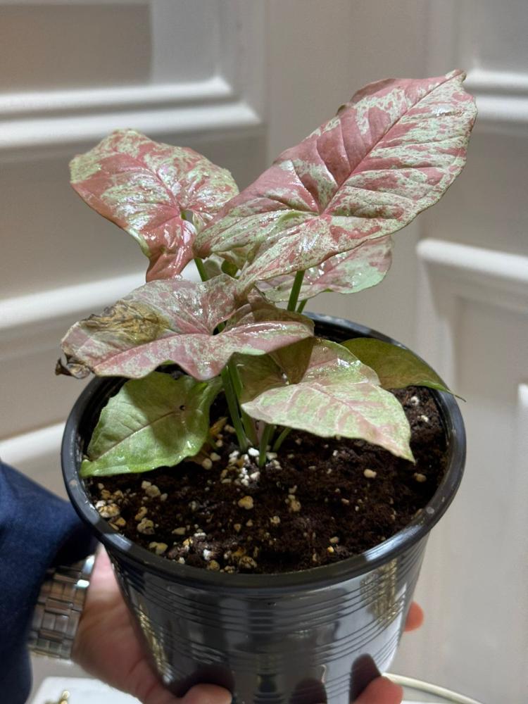 SYNGONIUM MIX VARIETIES