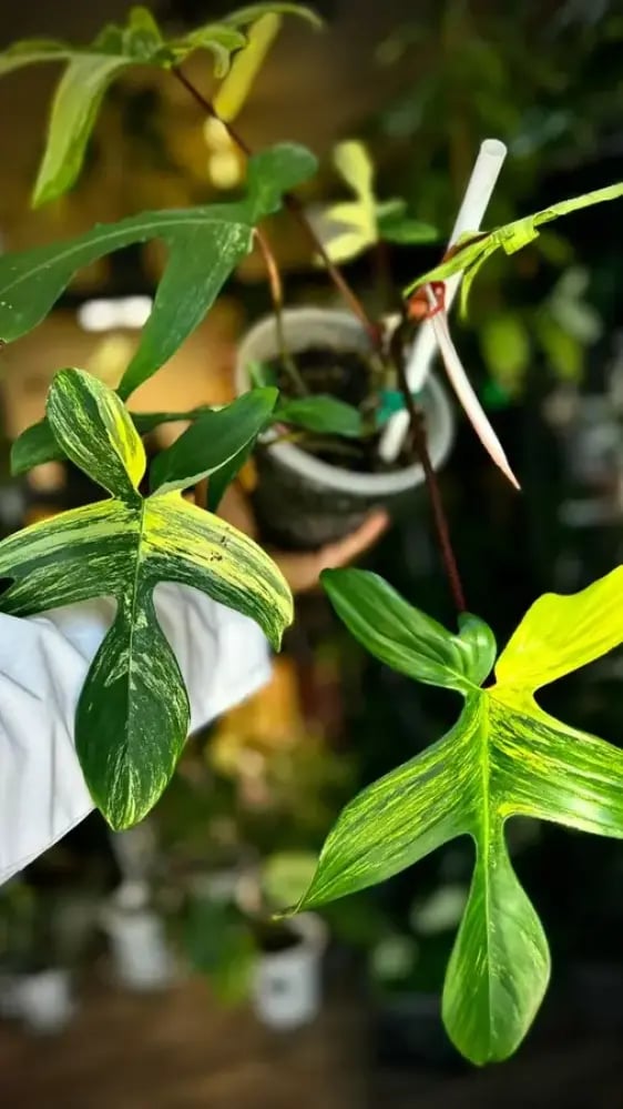 philodendron florida beauty variegated