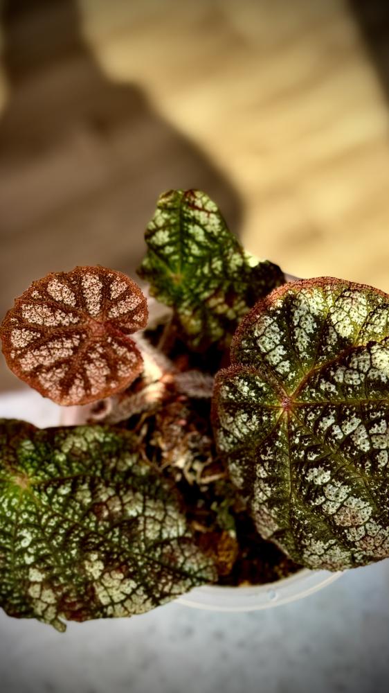 BEGONIA REX MIX VARIETIES