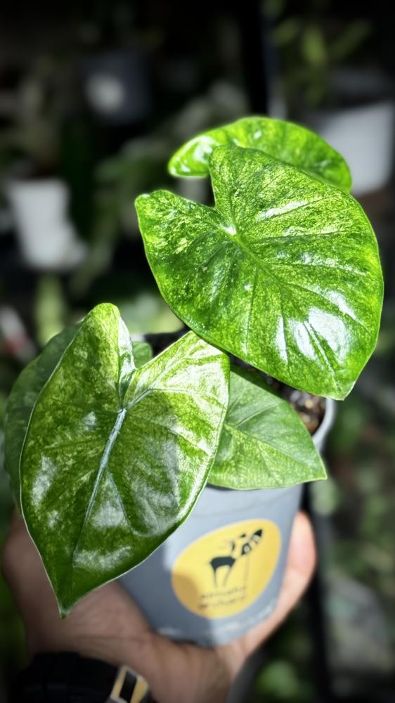Alocasia Wentiee