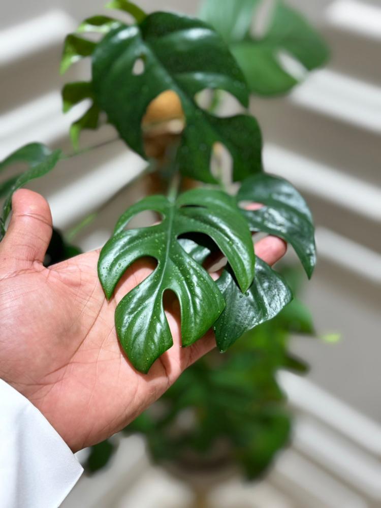 رافيدوفورا تيتراسبيرما - Rhaphidophor Tetrasperma