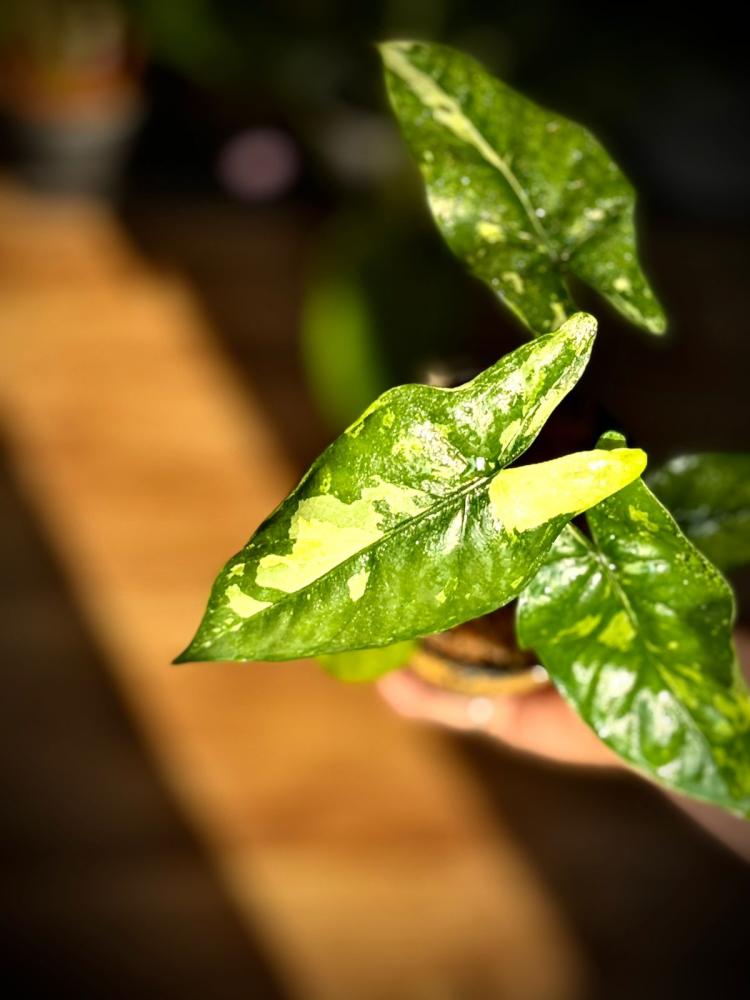 ALOCASIA CORAZON Variegated