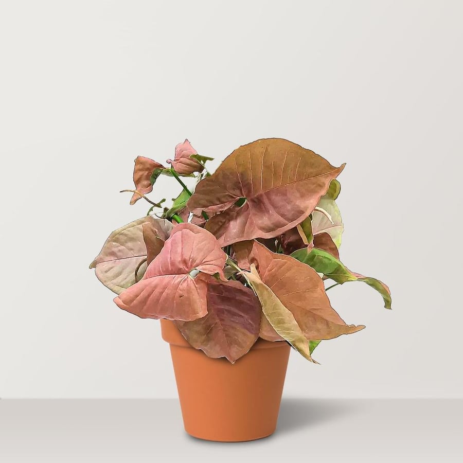 Pink Singonium