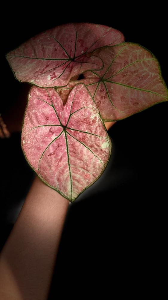 Caladium