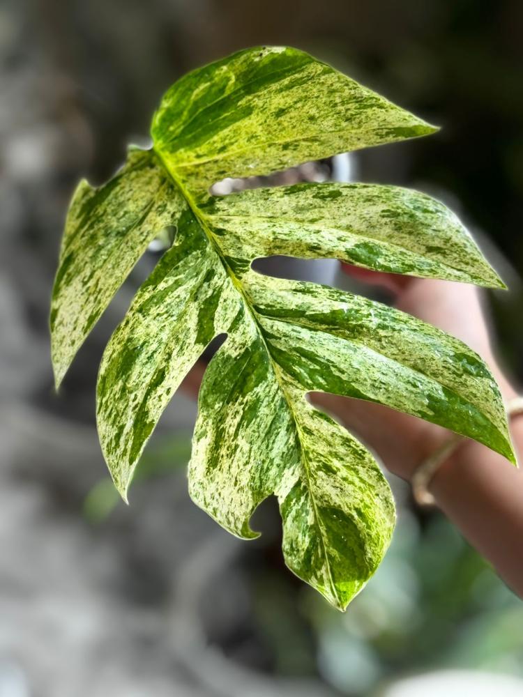 Epipremnum Pinnatum Marble Variegated