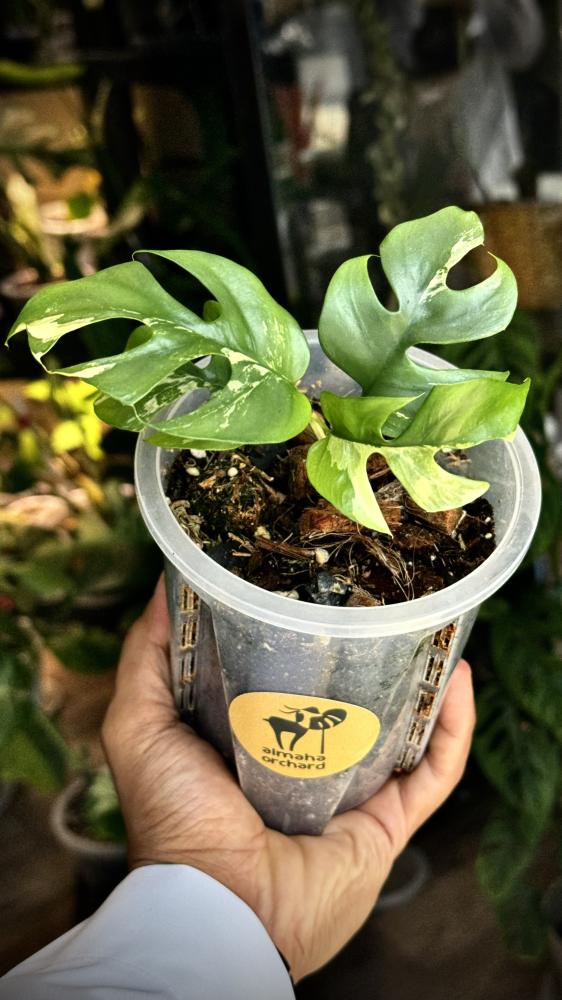 onstera ginny variegated