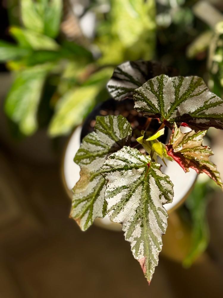 BEGONIA REX MIX VARIETY