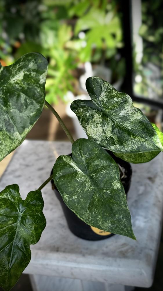 Alocasia macrorrhiza