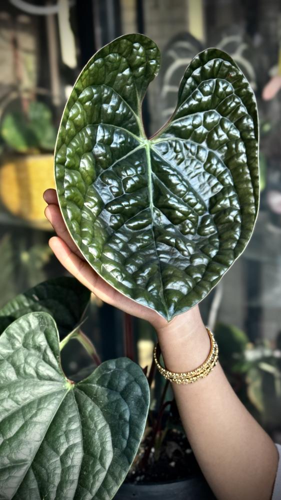 ANTHURIUM HYBRID MIX