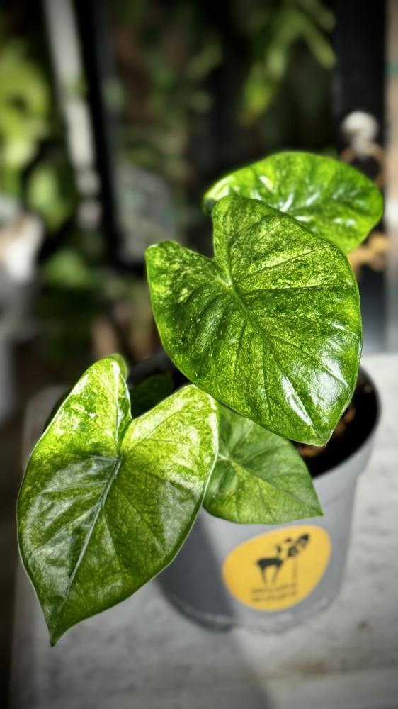 Alocasia Wentiee