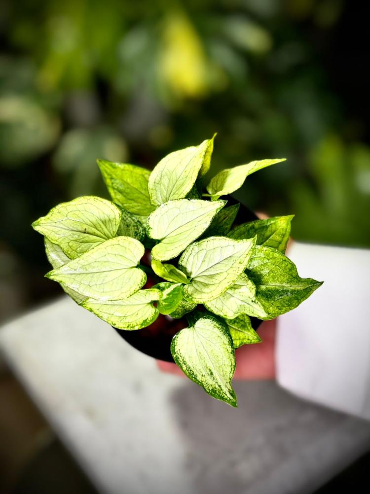 SYNGONIUM MOUSE EARS