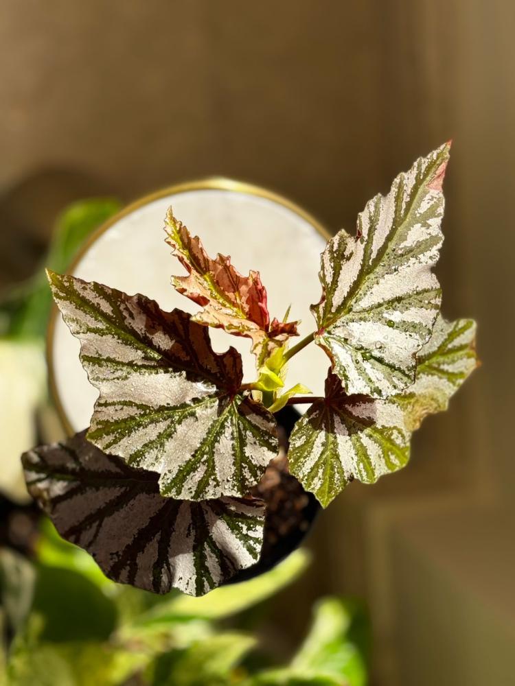 BEGONIA REX MIX VARIETY