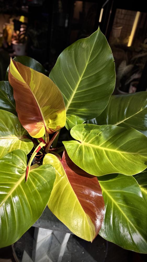 PHILODENDRON YELLOW FLAME