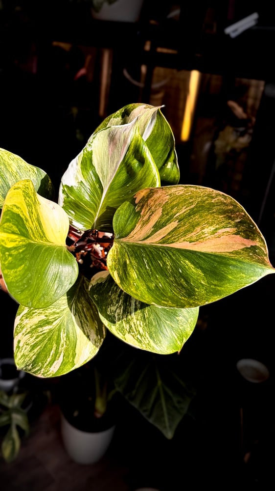 Philodendron White Wizard Tricolor