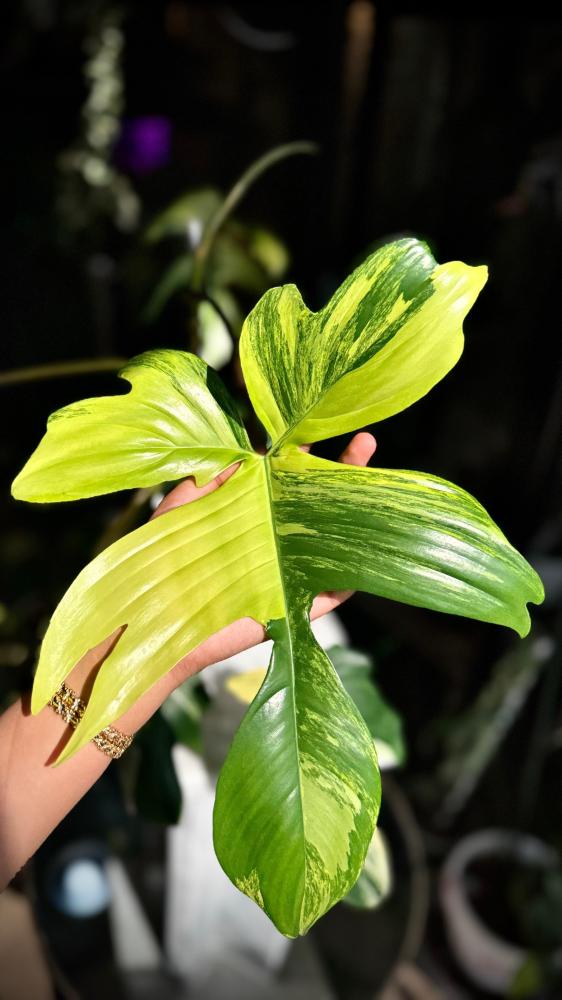 PHILODENDRON FLORIDA x SQUAMIFERUM VARIEGATED