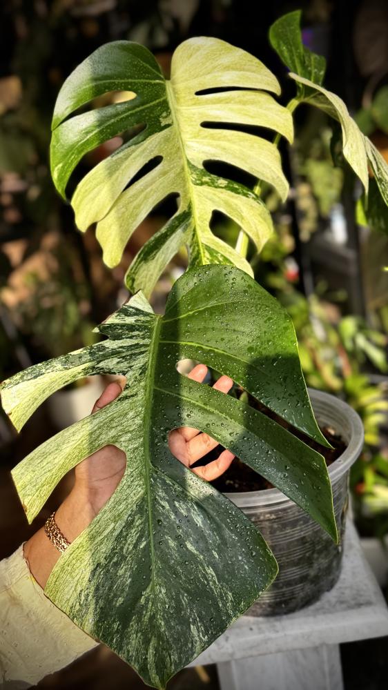 MONSTERA DELICIOSA MINT
