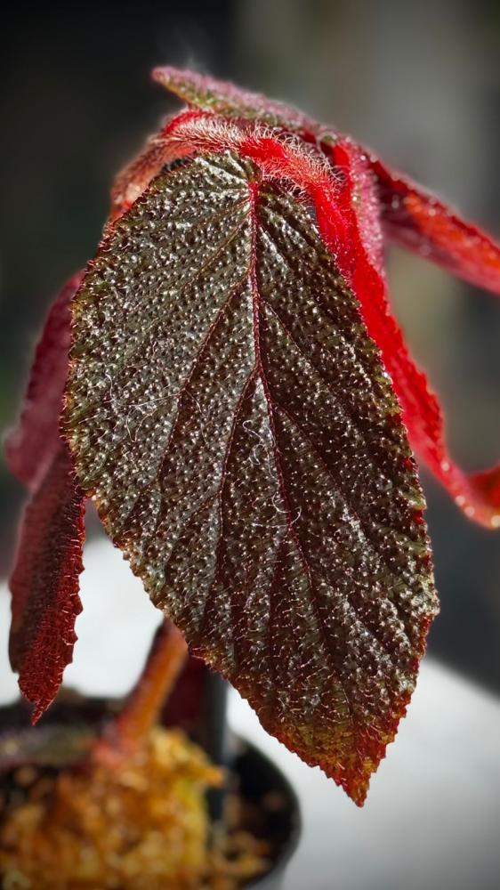 BEGONIA REX MIX VARIETIES