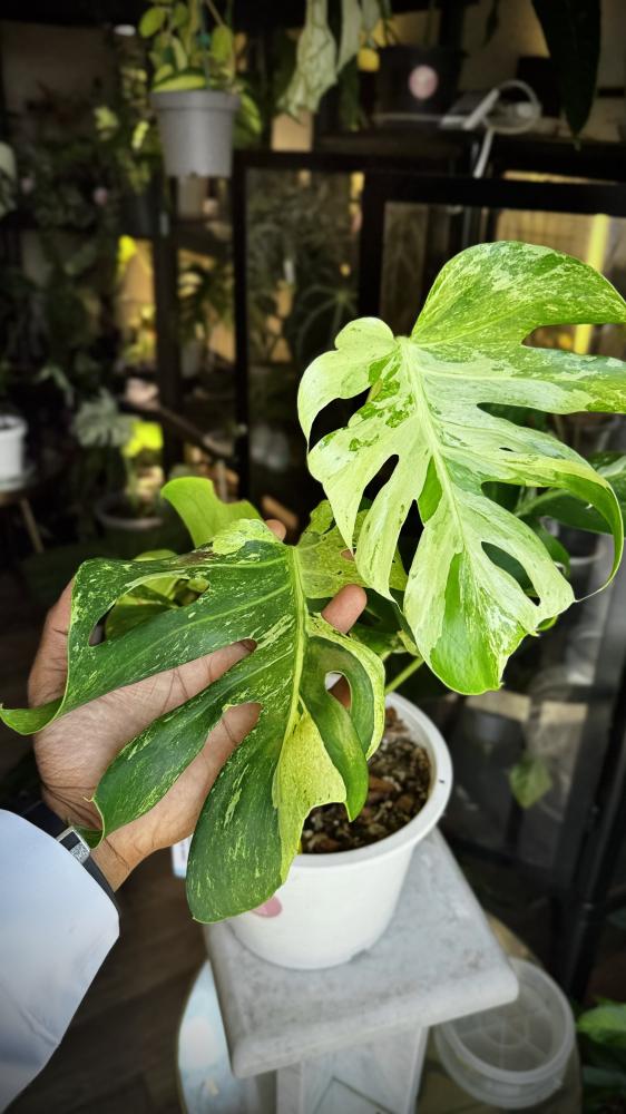 MONSTERA OCEAN MINT