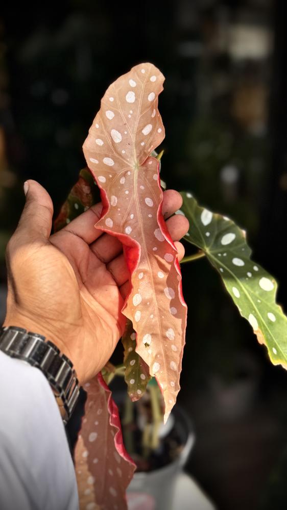 BEGONIA MACULATA VARIEGATED