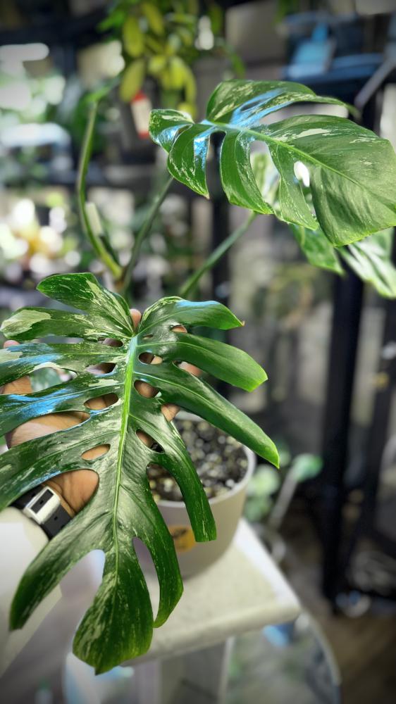 MONSTERA ALBO VARIEGATA