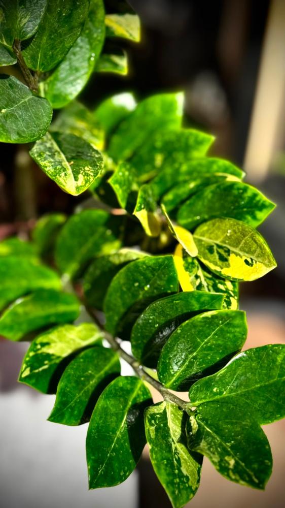 ZAMIOCULCAS ZAMIIFOLIA AUREA VARIEGATED