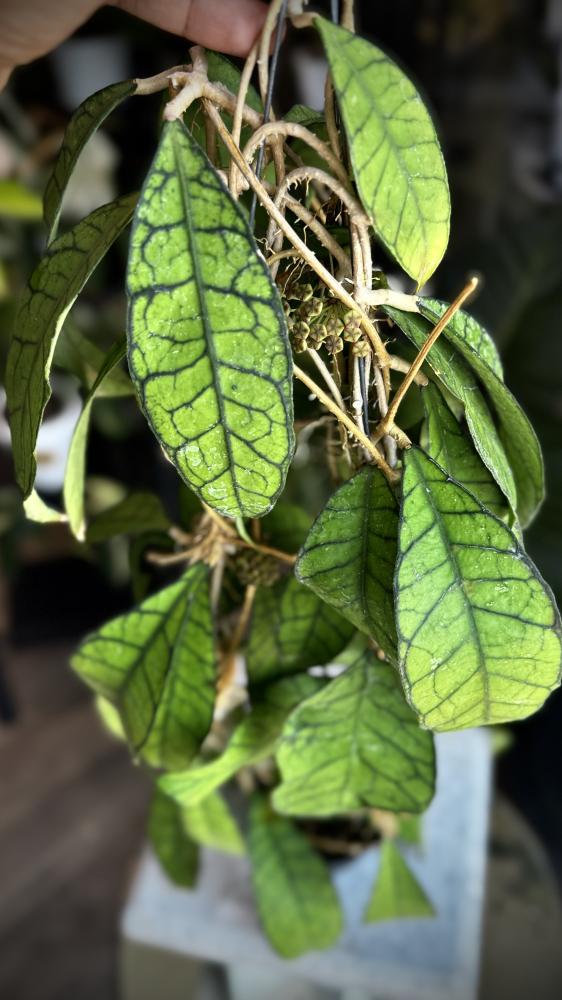HOYA Kalimantan