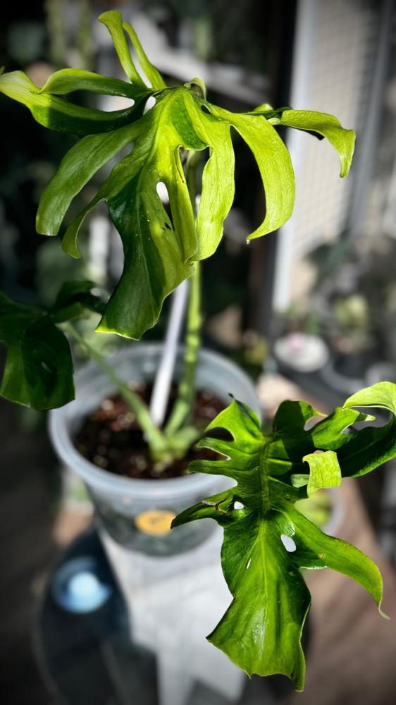 MONSTERA OCEAN MINT