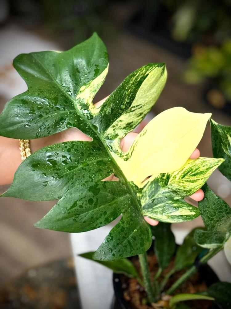 PHILODENDRON DISTANTILOBUM VARIEGATED