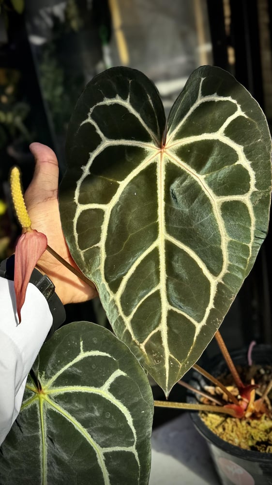 ANTHURIUM HYBRID MIX