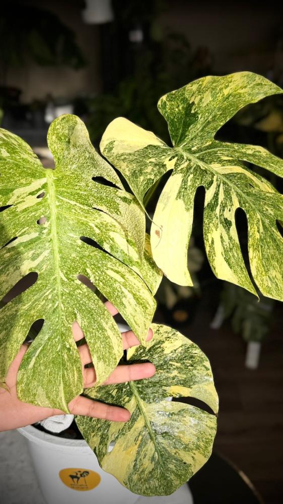 MONSTERA DELICIOSA LEGAZY