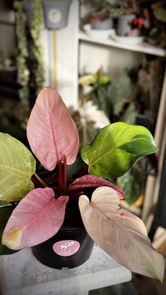 PHILODENDRON CHERRY RED MINT