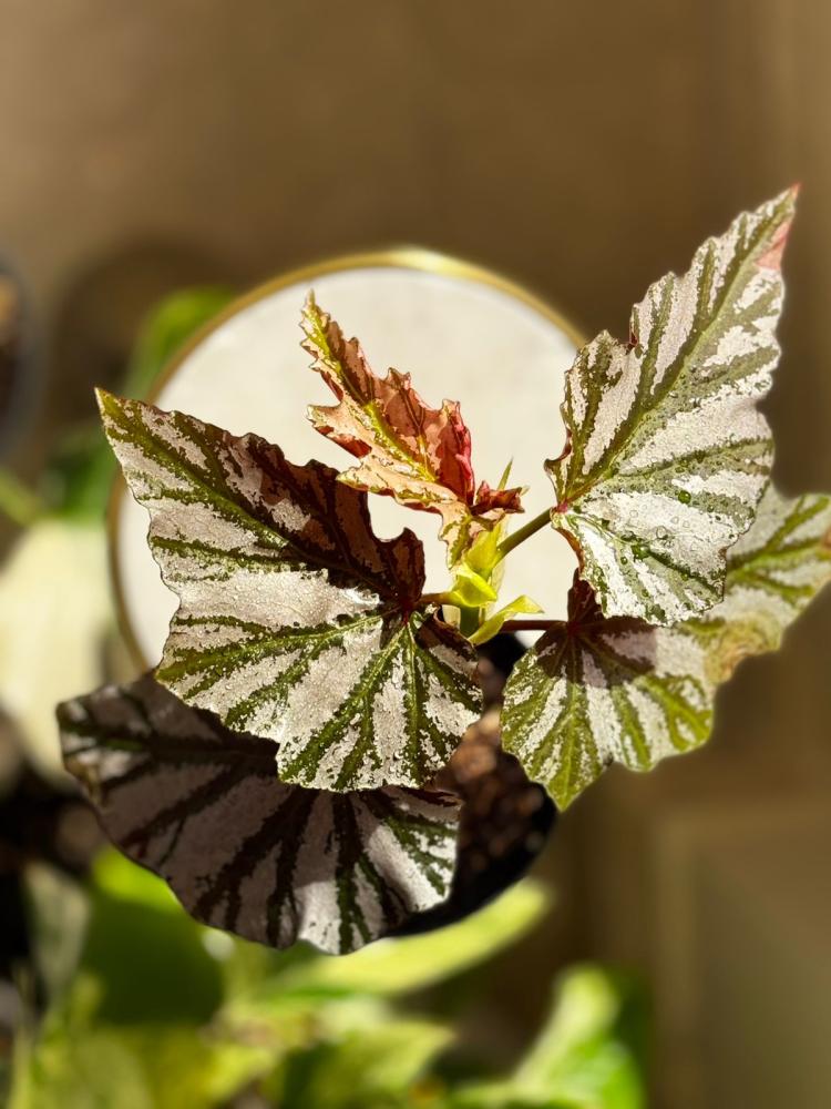 BEGONIA REX MIX VARIETY