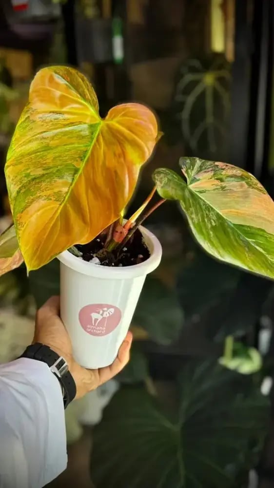 Philodendron Florida beauty x Nangaritense