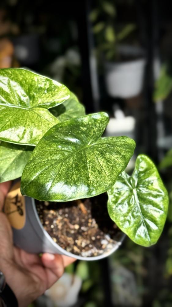 Alocasia Wentiee