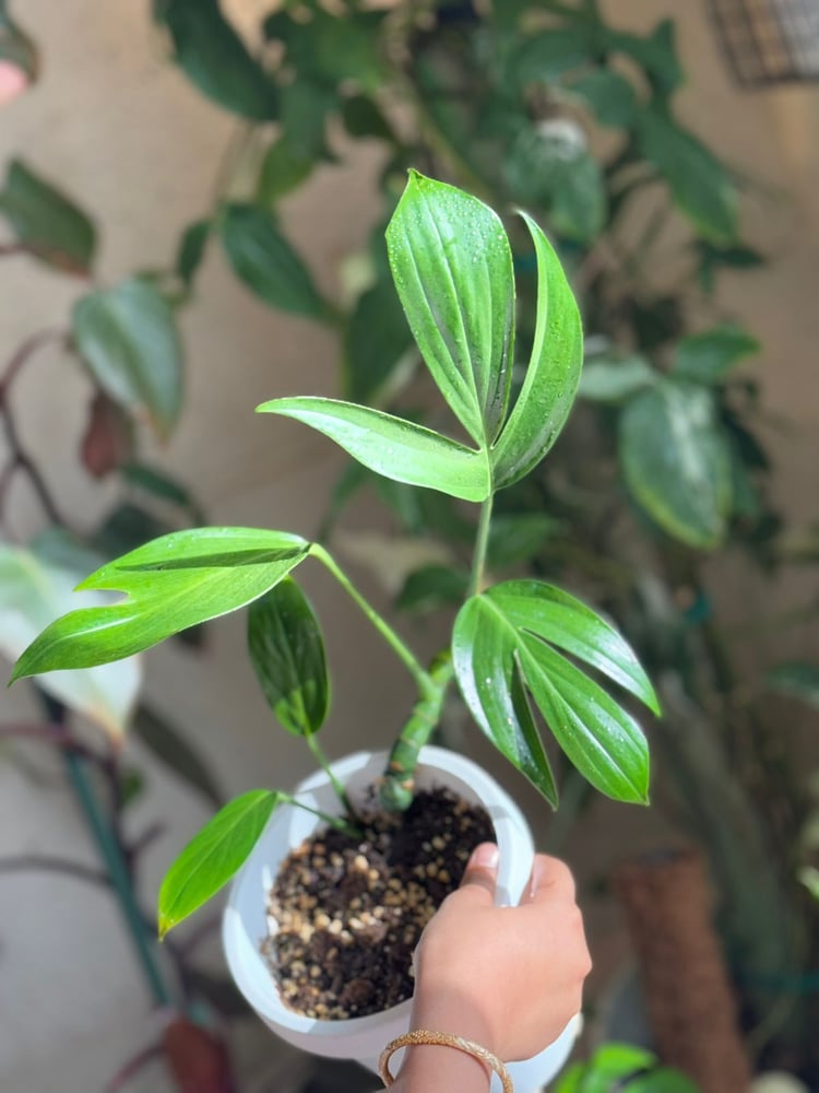 رافيدوفورا ديكورسيفا (ذيل تنين الوحش) - Raphidophora Decursiva -  (Monstera Dragon tail)