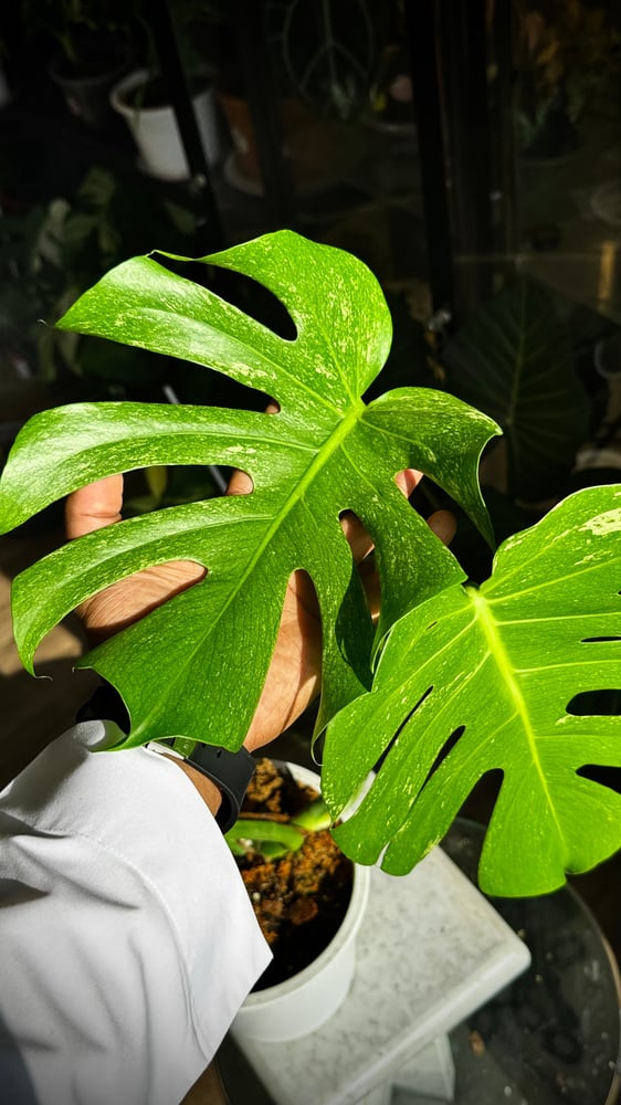 MONSTERA SILVER STAR
