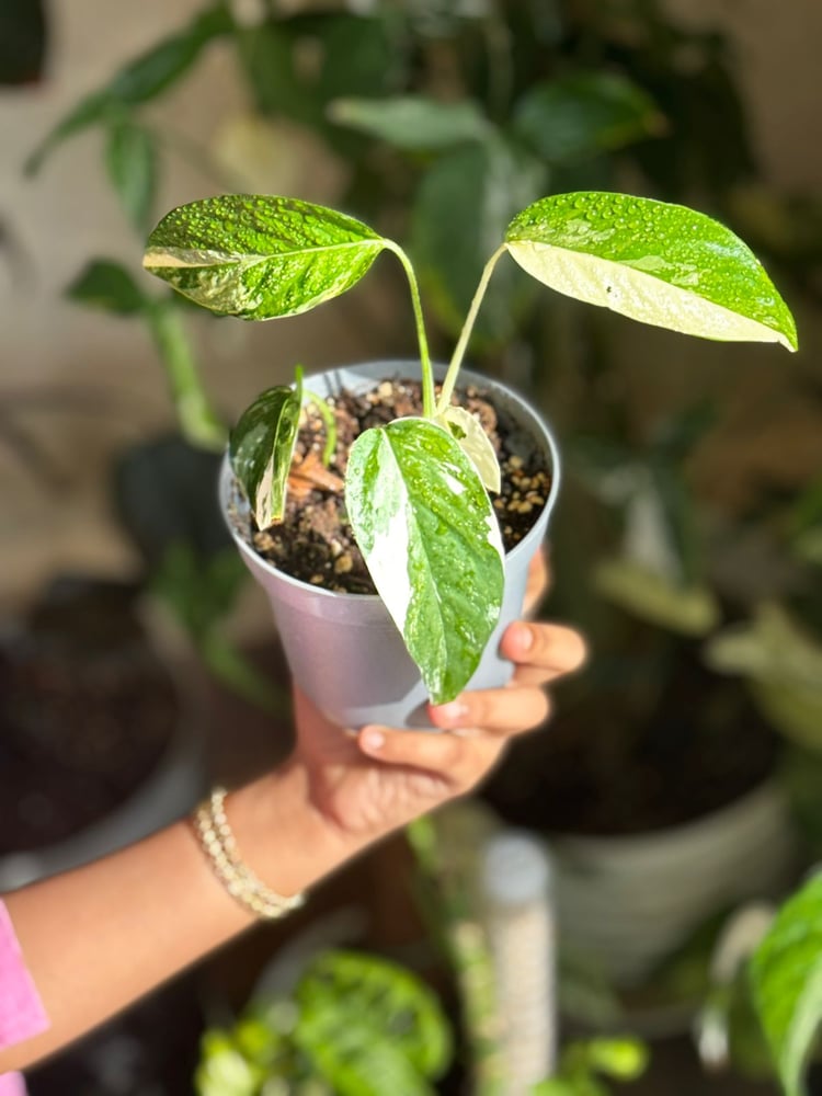 Epipremnum pinnatum albo variegata,
