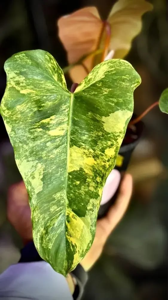 Philodendron (Florida x Mayoi) x Black Bellietiae