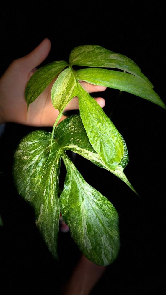 AMYDIUM MEDIUM VARIEGATED