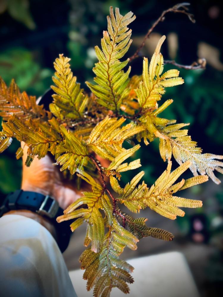 SELAGINELLA SP. BROWN