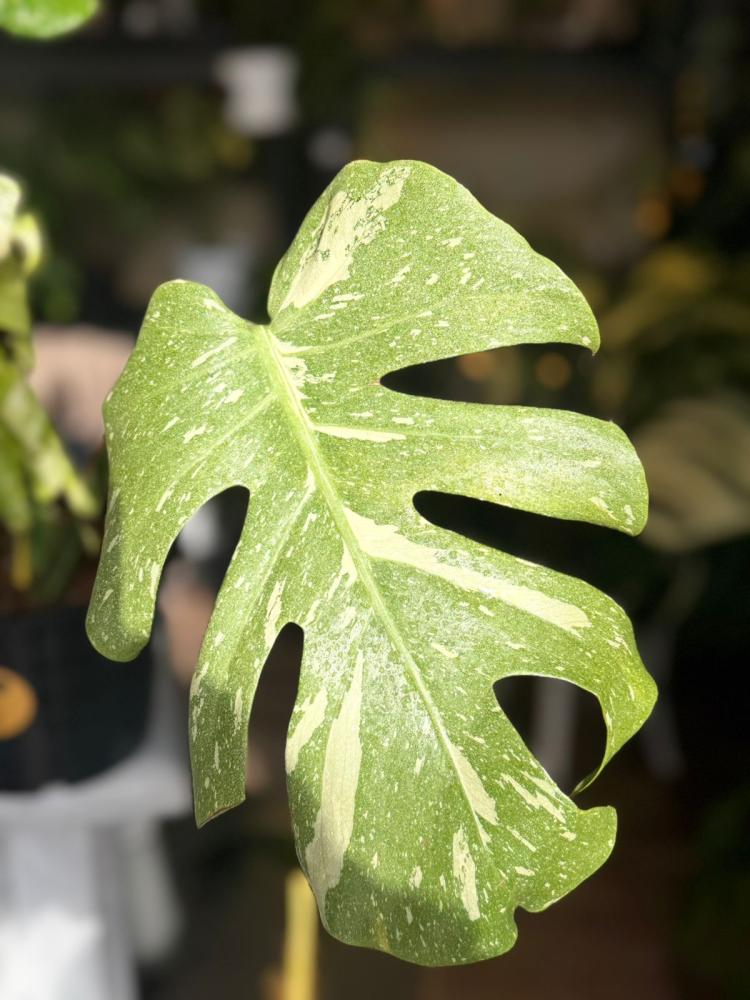 MONSTERA DELICIOSA STARLIGHT