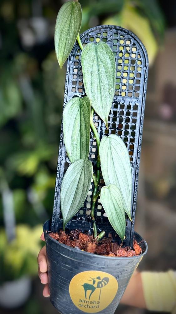 PHILODENDRON BURLE MARX FANTY+POLE