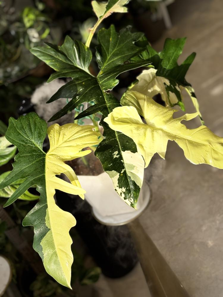 Philodendron golden dragon variegated