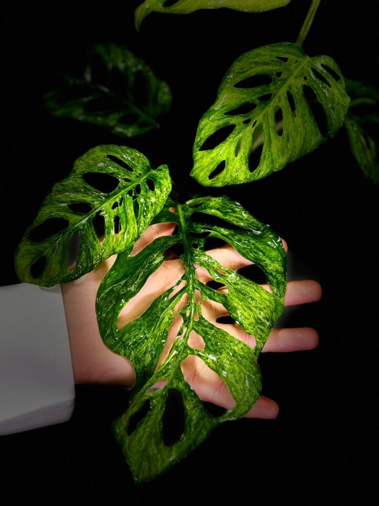 MONSTERA LANIATA MOTTLED  Variegated