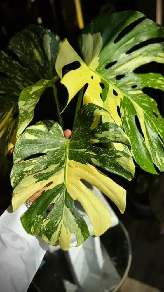 MONSTERA CREME BRULEE