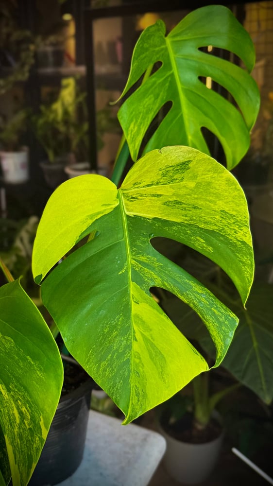 MONSTERA DELICIOSA AUREA