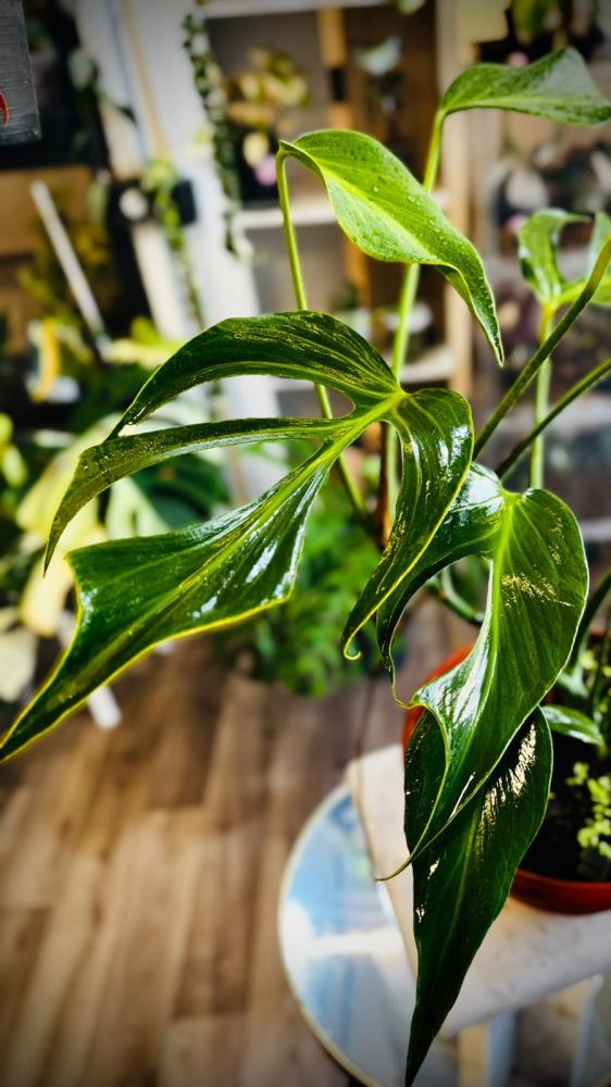 MONSTERA BURLE MARX FAME